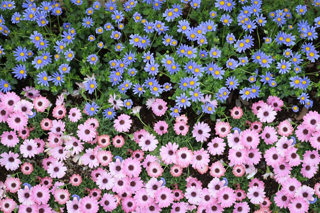 青とピンクの花畑の画像